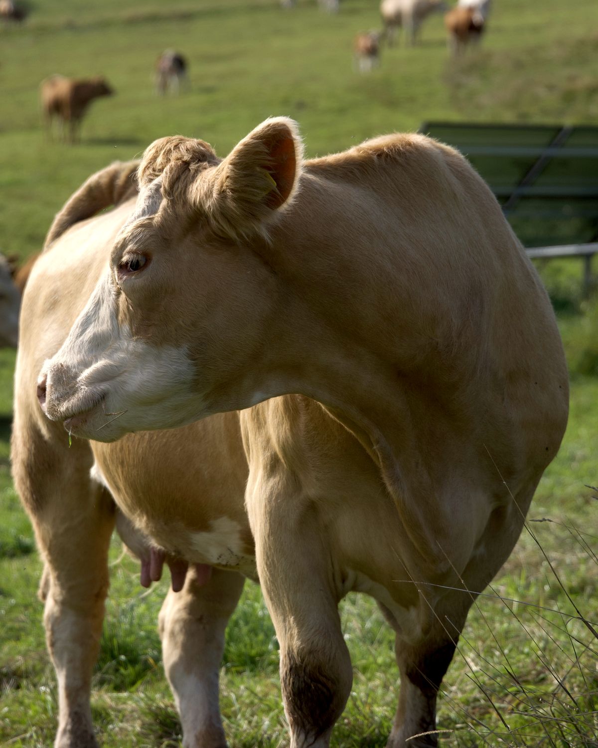 Kráva plemene charolais na pastvině, za ní stádo